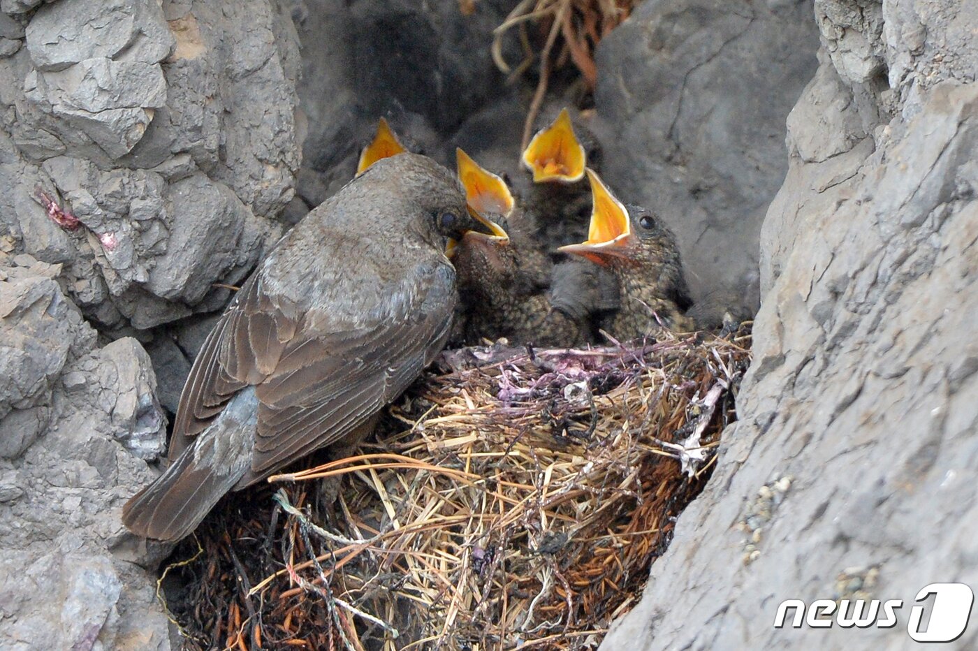 본문 이미지 - 30일 경북 포항시 해안가 바위에 둥지를 튼 바다직박구리 암컷이 아기새들에게 멋잇감을 물어다 주고 있다. 2022.5.30/뉴스1 ⓒ News1 최창호 기자