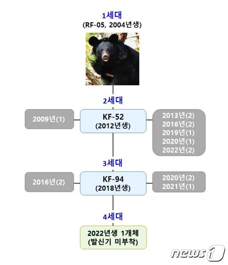 본문 이미지 - 지리산 반달가슴곰 4세대 계통도(환경부 제공) ⓒ 뉴스1