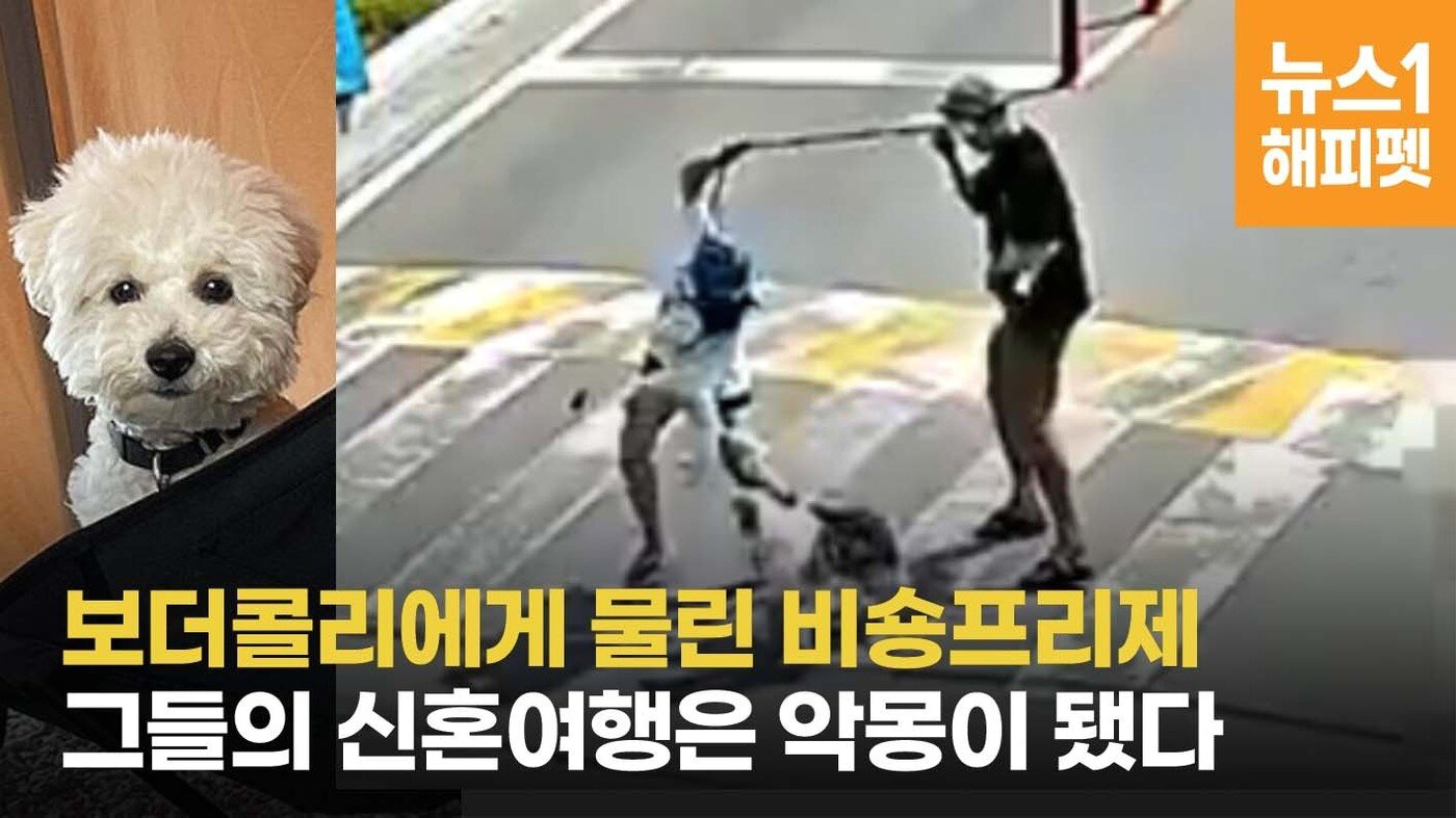 본문 이미지 - 보더콜리가 비숑프리제 강아지를 무는 사고가 발생했다. ⓒ 뉴스1