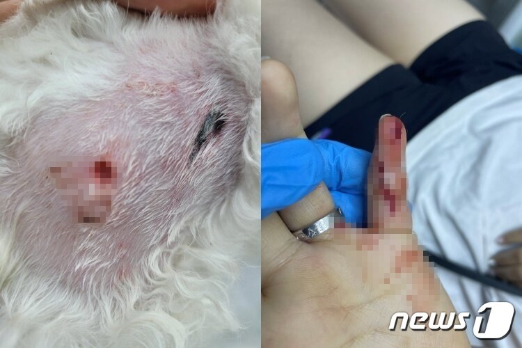 본문 이미지 - 보더콜리에게 물린 비숑 프리제와 견주(성모씨 제공) ⓒ 뉴스1