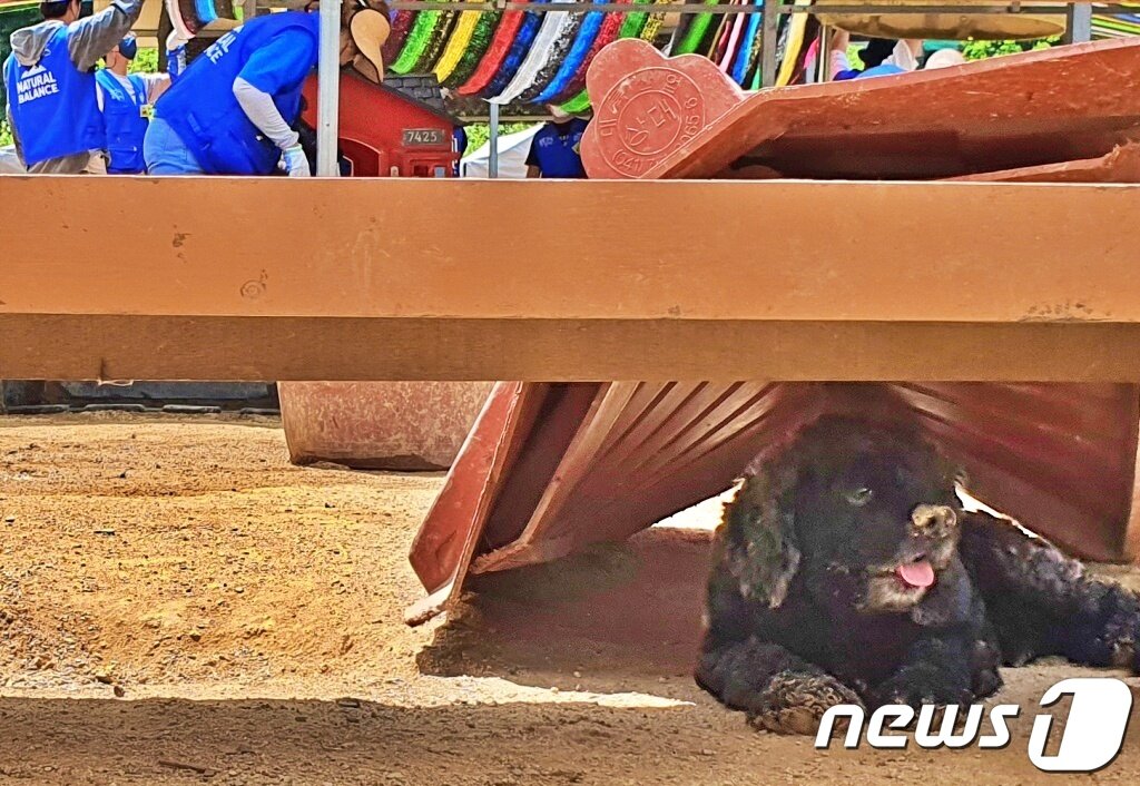 본문 이미지 - 내추럴발란스 블루엔젤봉사단은 29일 경기 용인의 한 보호소에서 봉사활동을 진행했다. ⓒ 뉴스1 최서윤 기자