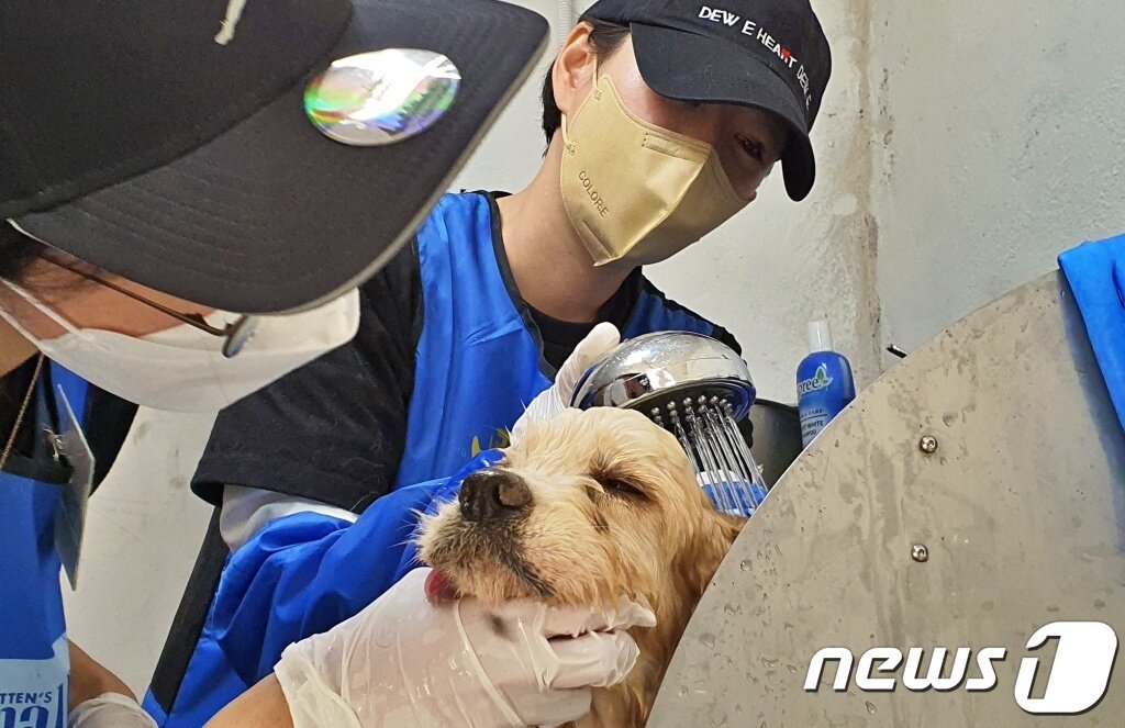본문 이미지 - 내추럴발란스 블루엔젤봉사단은 29일 경기 용인의 한 보호소에서 봉사활동을 진행했다. ⓒ 뉴스1 최서윤 기자