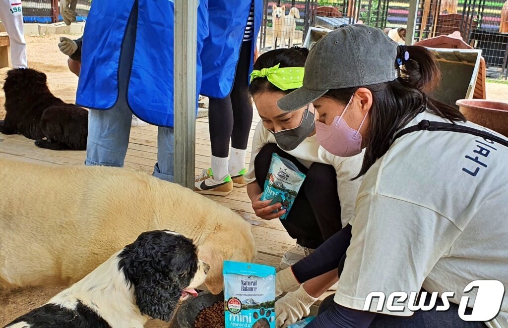 본문 이미지 - 내추럴발란스 블루엔젤봉사단은 29일 경기 용인의 한 보호소에서 봉사활동을 진행했다. ⓒ 뉴스1 최서윤 기자