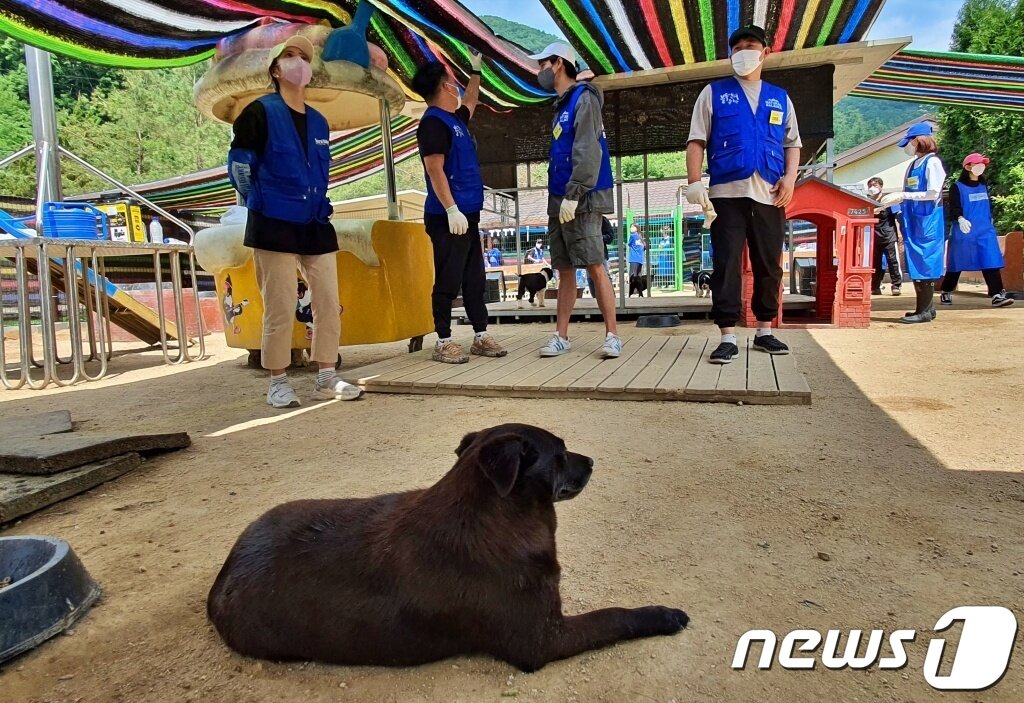 본문 이미지 - 내추럴발란스 블루엔젤봉사단은 29일 경기 용인의 한 보호소에서 봉사활동을 진행했다. ⓒ 뉴스1 최서윤 기자