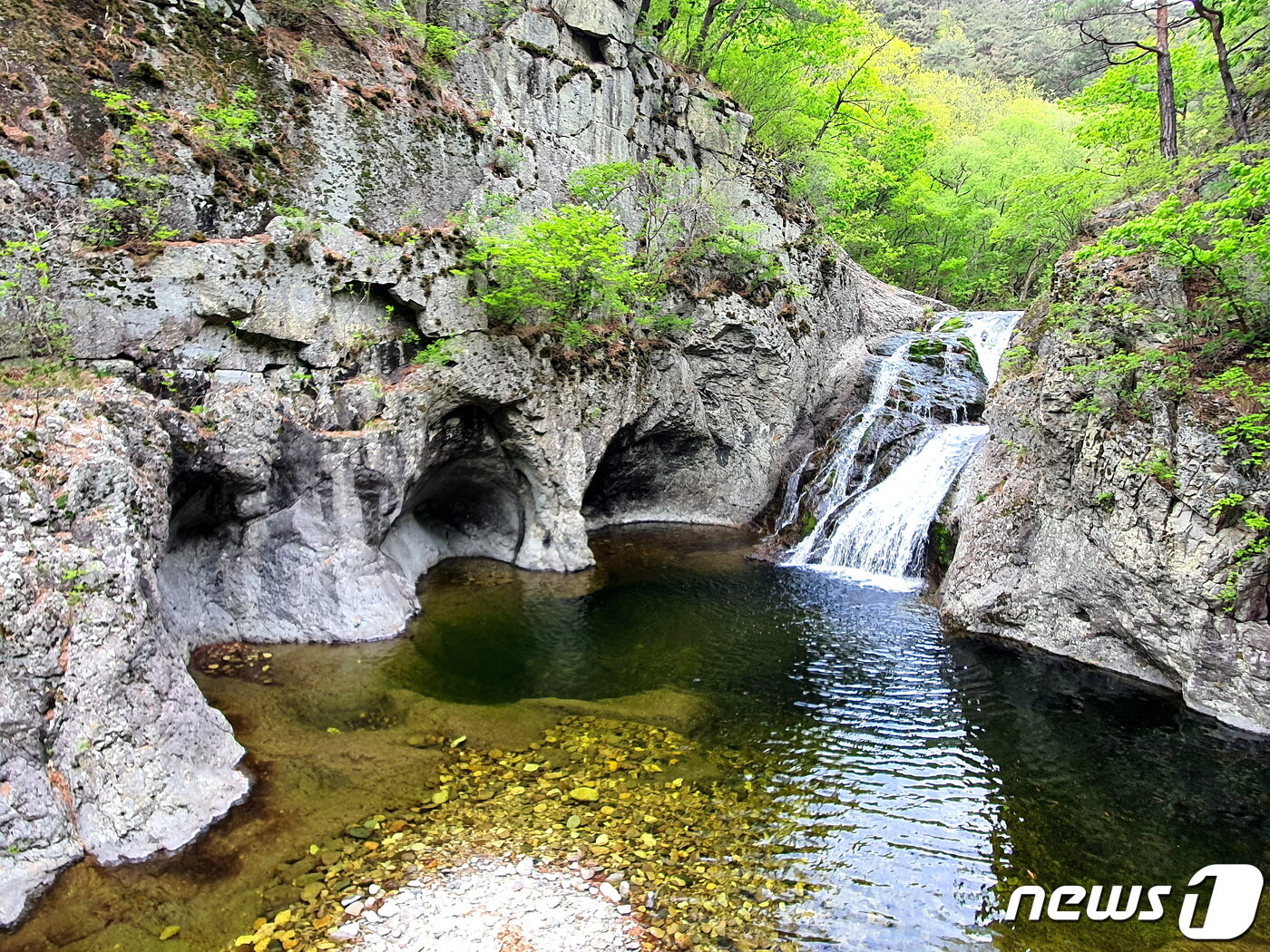 본문 이미지 - 용연폭포. 왼쪽의 돌개구멍 3개를 만들고, 폭포는 계속 뒤로 후퇴한다 ⓒ 뉴스1