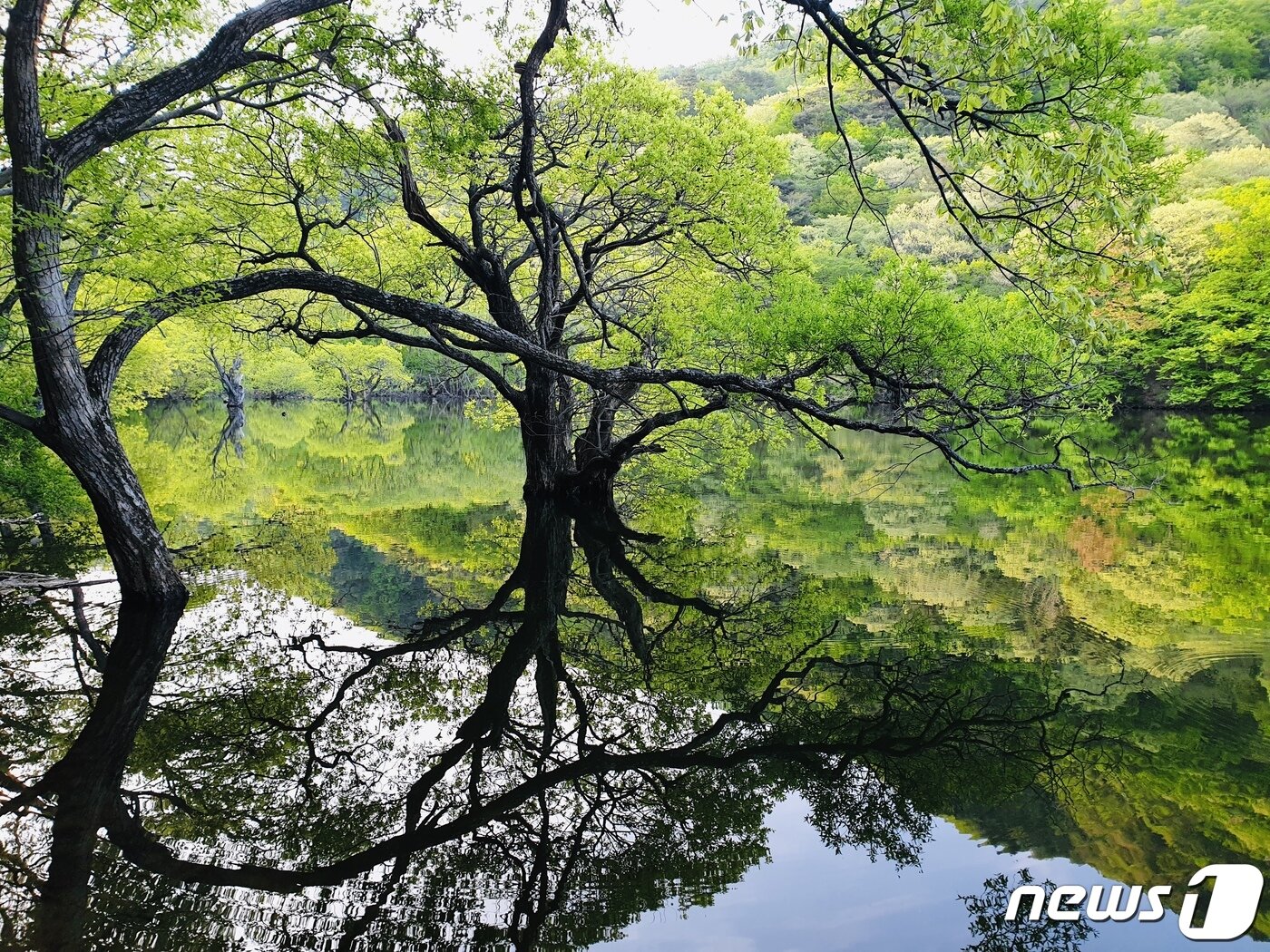 본문 이미지 - 주산지. 왕벚나무 고목이 수면에 투영된 환상적인 뷰. 이 아름다운 저수지의 안쪽은 수달 보호구역이다. 사진 제공 설정욱 ⓒ 뉴스1