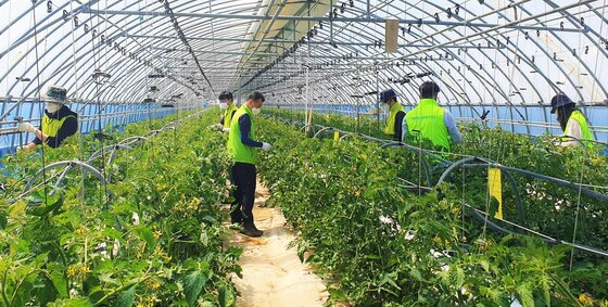 본문 이미지 - 비닐하우스 일손돕기.(농협 제공. 재판매 및 DB금지)