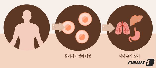 美 동물실험 폐지, 인공 장기 '오가노이드' 탄력…한계 극복 과제도