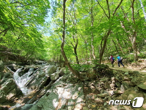 신용석레인저가떴다] 야생화 여행의 성지…초록 융단길 걸음마다 꽃대궐 - 뉴스1