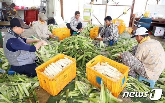 2019년 입국한 외국인 계절근로자들이 대학찰옥수수 수확 작업을 하고 있다.© 뉴스1