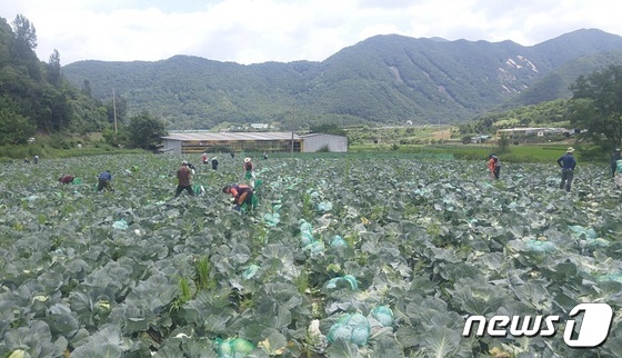 2019년 입국한 계절근로자들이 배추수확 작업을 하고 있다.© 뉴스1