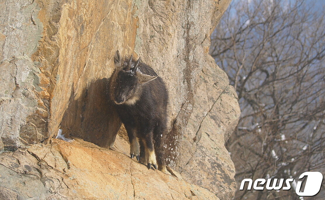 본문 이미지 - 멸종위기종 산양. 월악산국립공원의 깃대종&#40;상징종&#41;이다 ⓒ 뉴스1