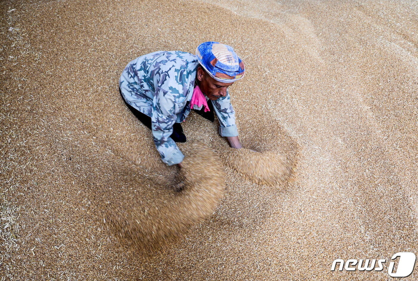 본문 이미지 - 이집트는 세계 최대 밀 수입국이다 .사진은 알칼리비아 주 베냐 곡물창고에서 한 일꾼이 밀을 다듬는 모습. 2022. 5. 19. ⓒ 로이터=뉴스1 ⓒ News1 최서윤 기자
