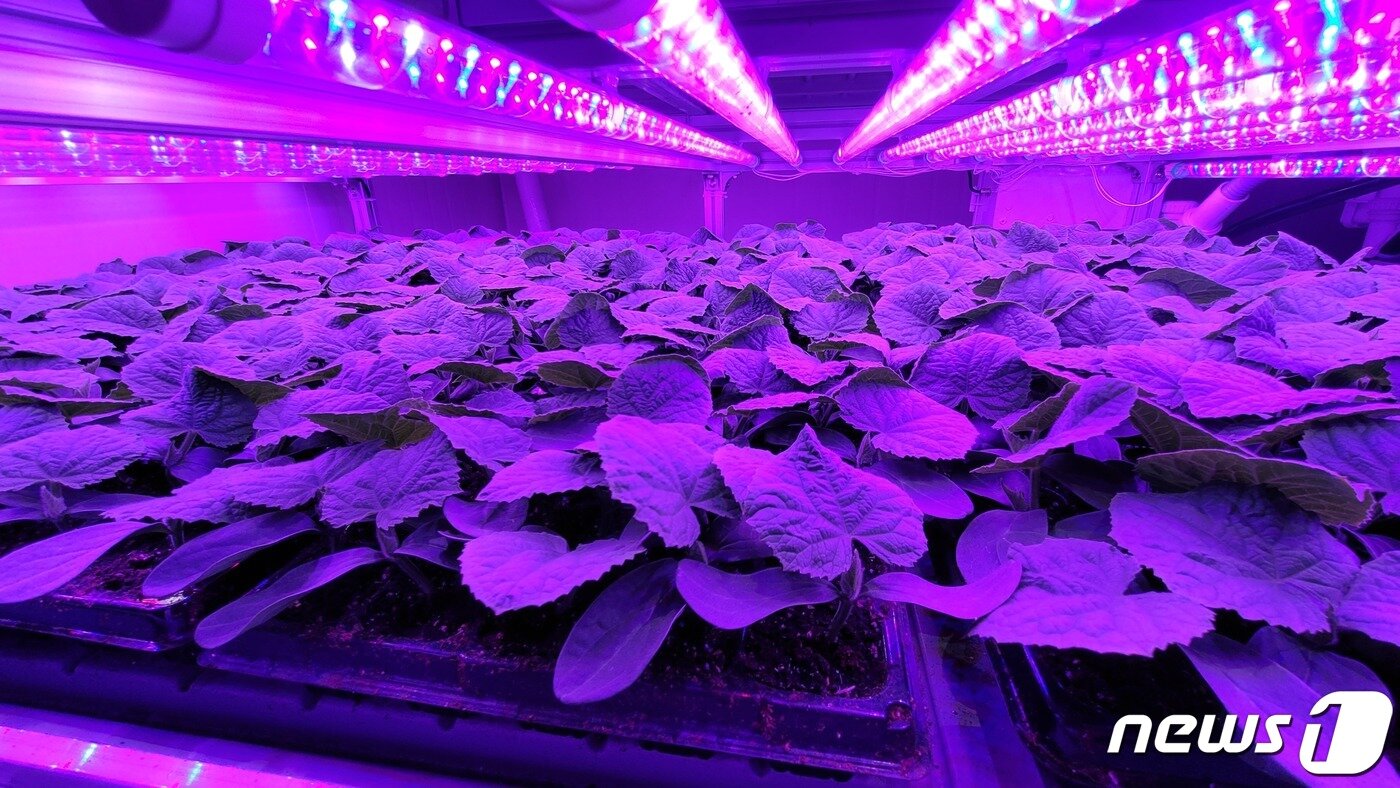 본문 이미지 - 그린몬스터즈 내 자체 스마트육묘시스템.ⓒ 뉴스1