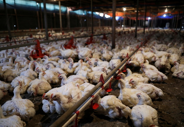 멕시코, 브라질산 닭고기 수입 중단…뉴캐슬병 발생 여파