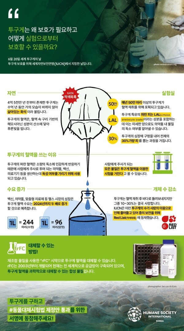 본문 이미지 - 매년 6월 20일은 '세계 투구게의 날'이다.(HSI 제공) ⓒ 뉴스1