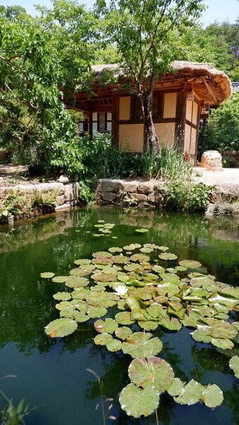 본문 이미지 - 계곡에 흐르는 물을 끌어들여 만든 연못 위에 피어난 수련ⓒ 뉴스1