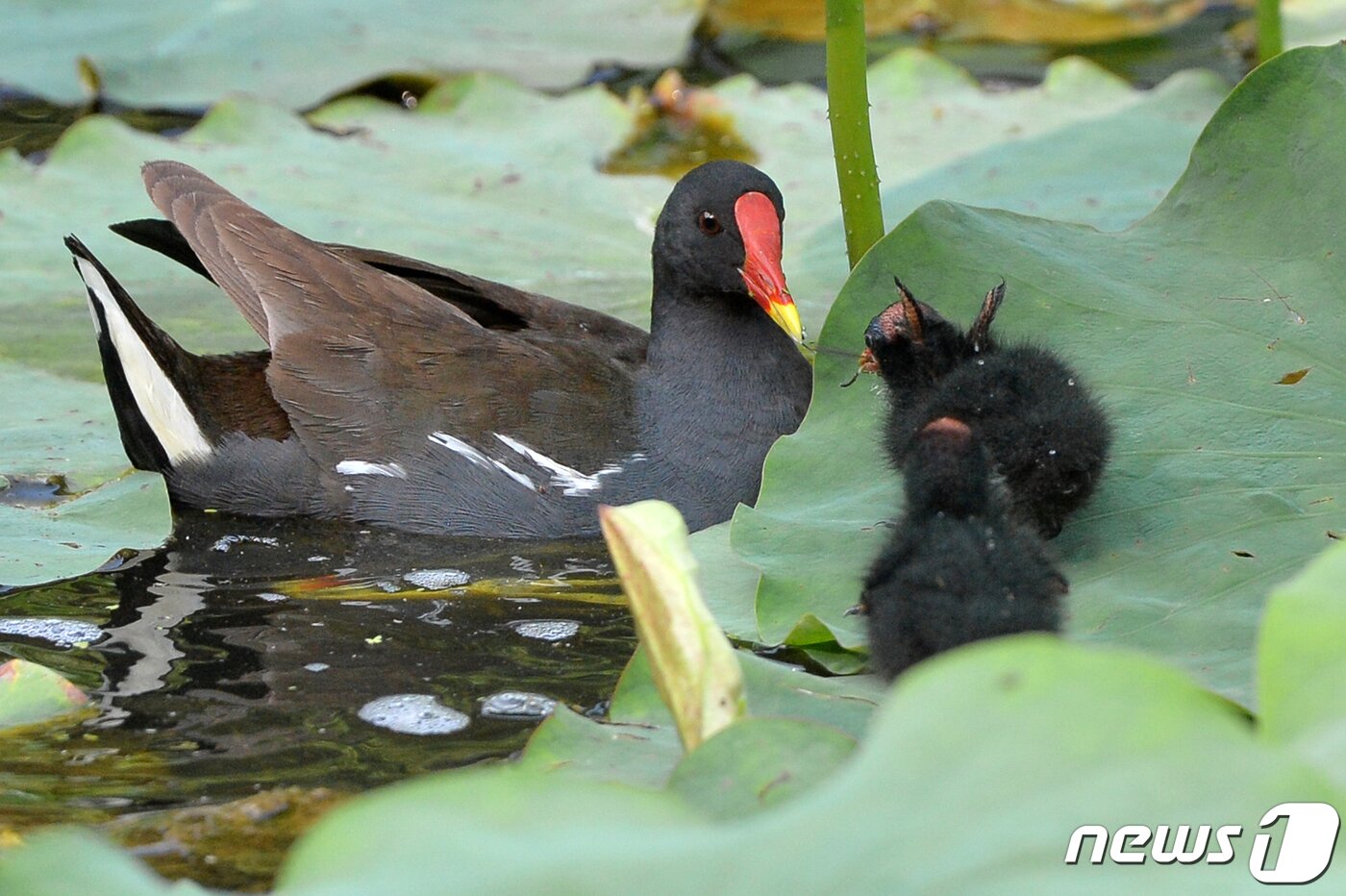 본문 이미지 - 20일 여름새인 쇠물닭 수컷이 경북 포항시 북구 용흥동 연못에서 새끼들에게 차례로 먹잇감을 먹이고 있다.2022.6.20/뉴스1 ⓒ News1 최창호 기자