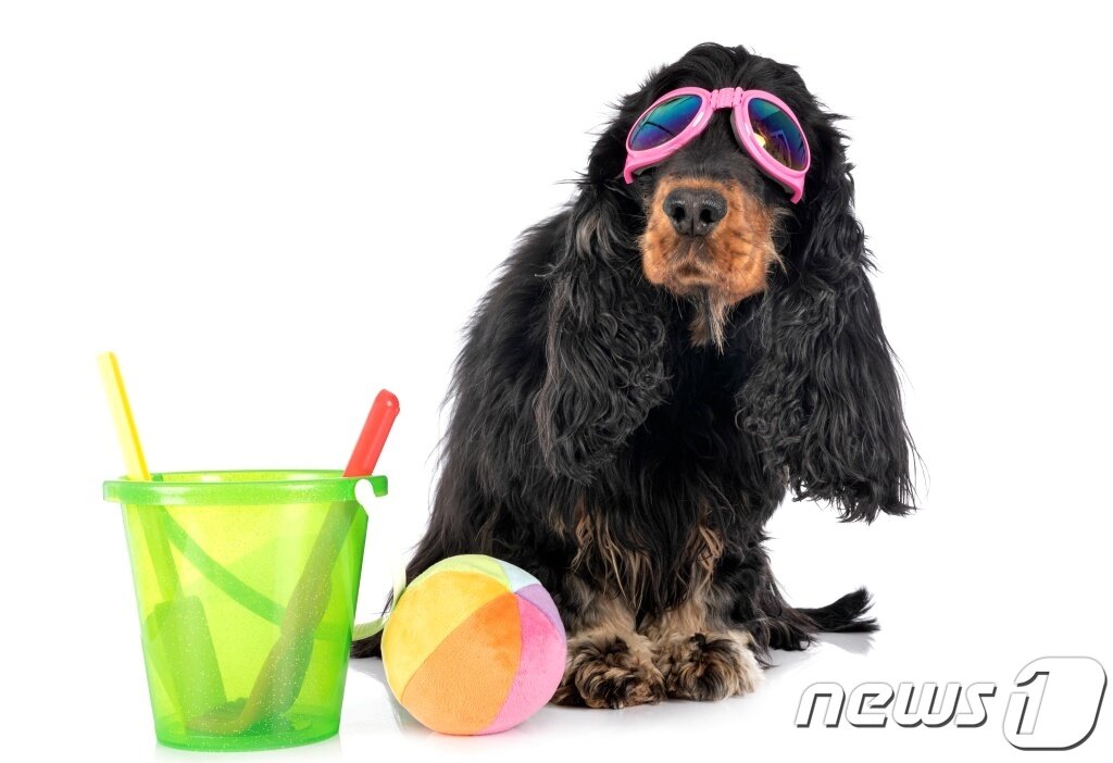 본문 이미지 - 안경 쓴 강아지(이미지투데이) ⓒ 뉴스1