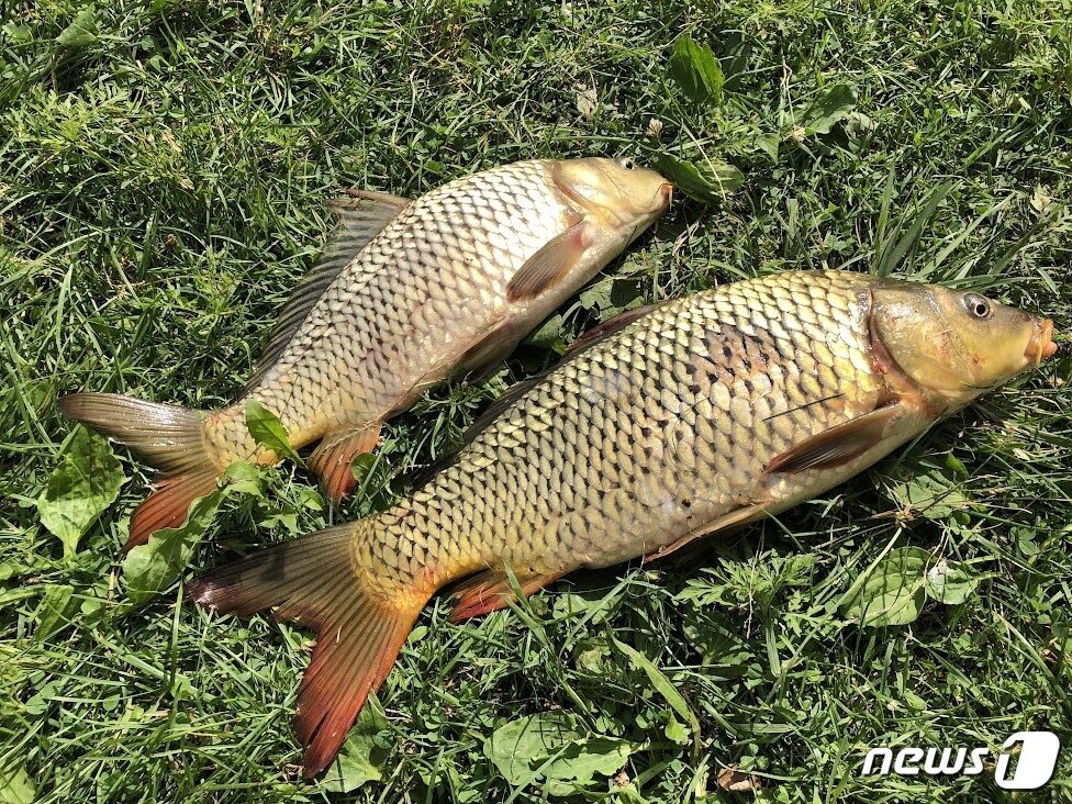 본문 이미지 - 일리노이 천연자원부가 ‘잉어’(Asian Carp)를 ‘코피’(copi)로 변경하고 해당 어종의 먹거리화에 본격 나선다. 이 캠페인을 위해 새로 공개한 로고. 스팬 스튜디오가 제작했다. 사진= 스팬 스튜디오ⓒ 뉴스1