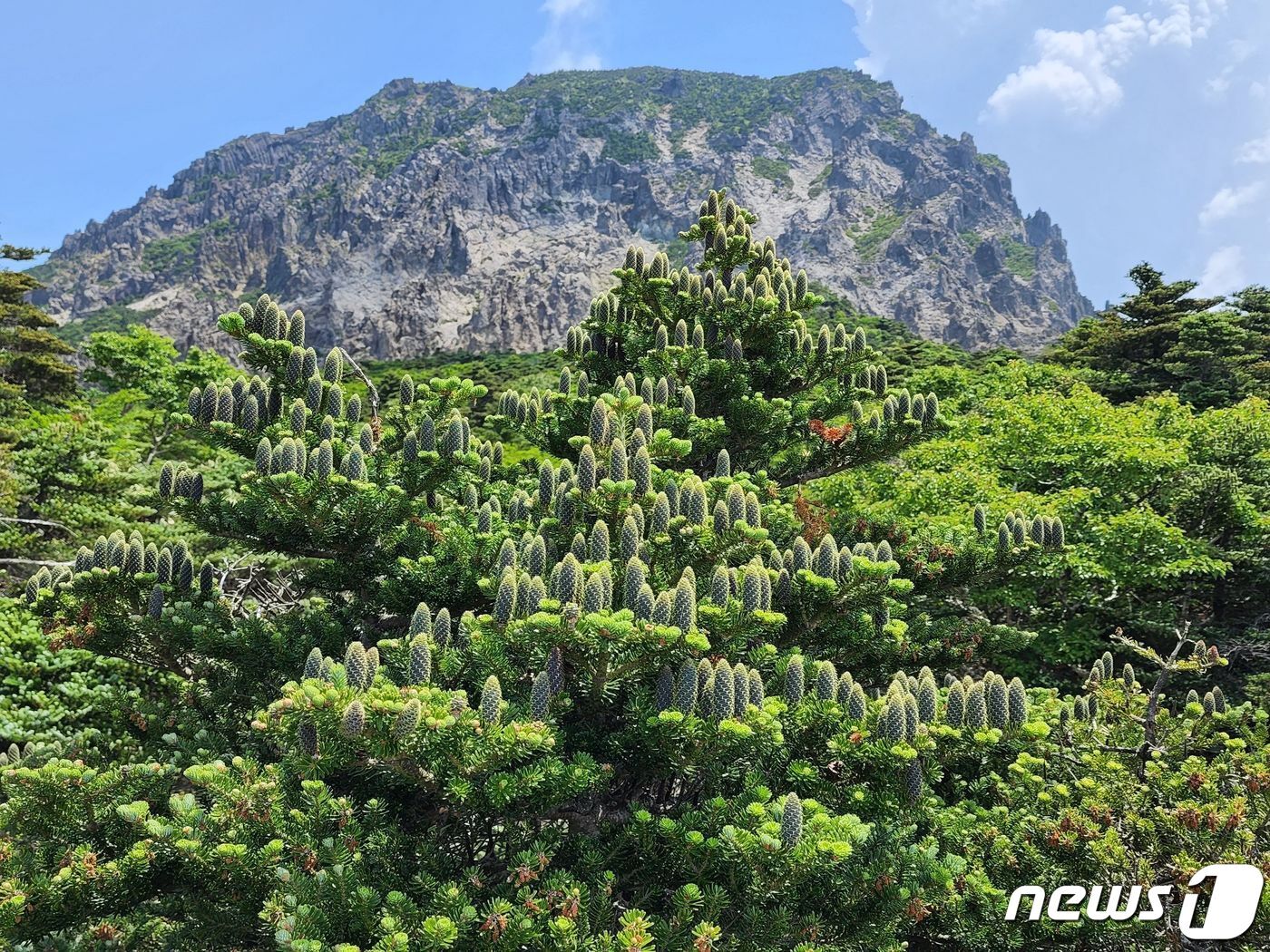 본문 이미지 - 한라산 구상나무(제주도 제공) ⓒ 뉴스1