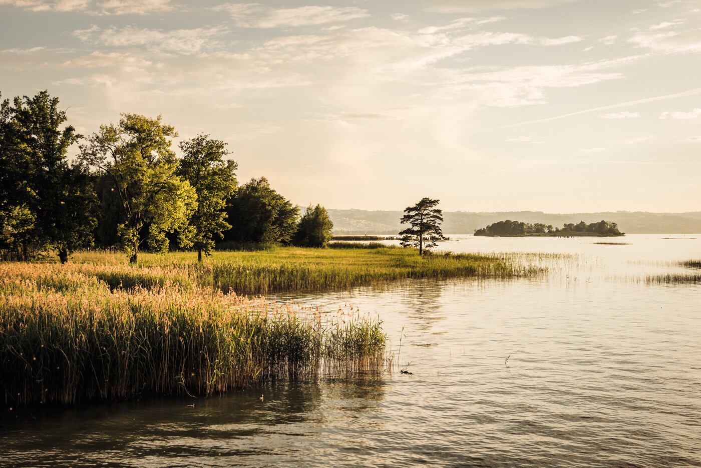본문 이미지 - 봄과 가을엔 30마리 소와 함께 입도할 수 있는 우페나우섬(스위스관광청 제공ⓒ 뉴스1