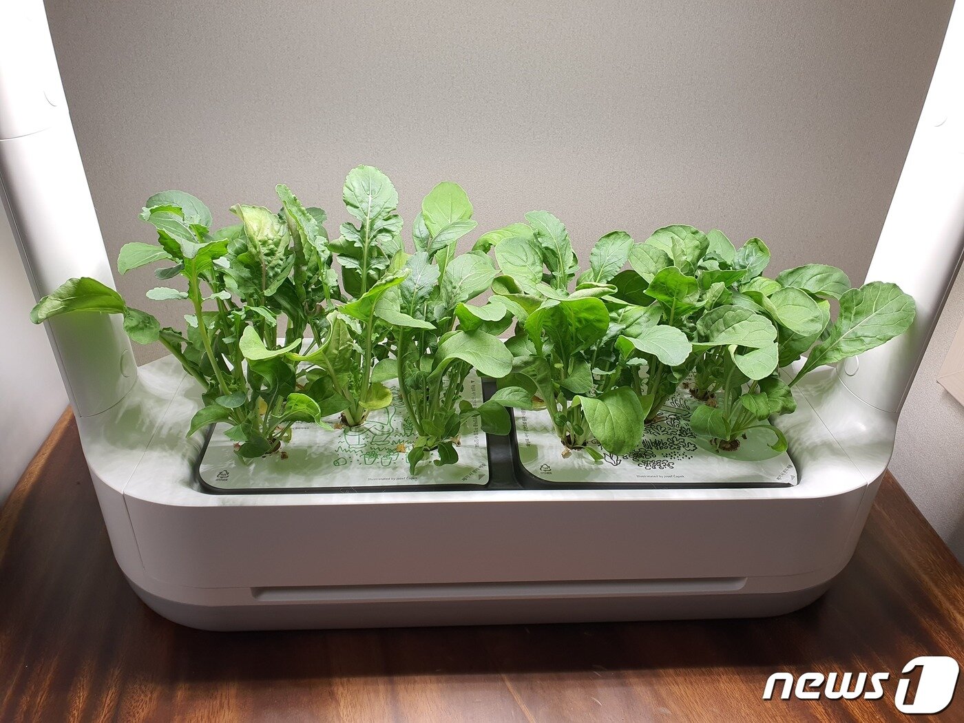 본문 이미지 - 설치 후 5주가 지나 수확 직전의 모습 ⓒ 뉴스1