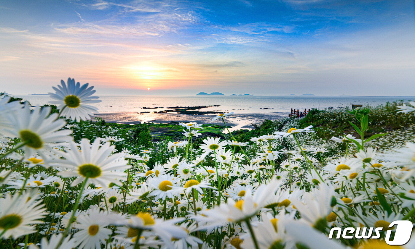 본문 이미지 - 샤스타데이지(shasta daisy) 꽃밭과 노을. 깔끔한 계란후라이같은 이 꽃은 5월말~6월이 피크다. 사진 홍미진, 국립공원공단 ⓒ 뉴스1