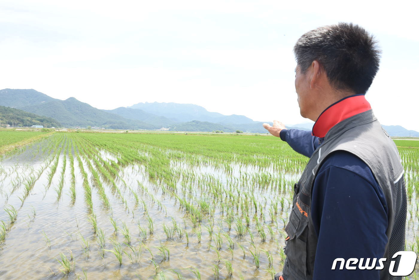 본문 이미지 - 32년째 고흥 포두면 송산리 해창만 일대에서 벼농사를 짓는 김중곤씨가 자신의 농지를 가리키고 있다. 김씨는 주말(4~5일) 전남 지역에 예보된 강수량(10~30㎜)보다 비가 더 내리길 바라고 있다.2022.6.4/뉴스1