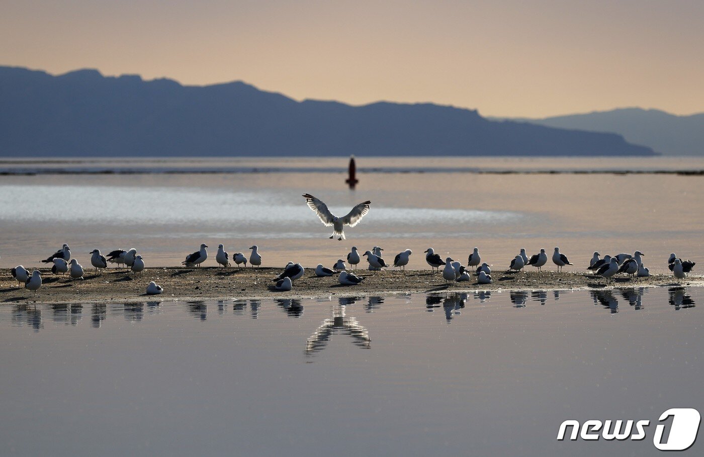 본문 이미지 - 지난해 8월2일(현지시간) 미국 유타주(州) 그레이트솔트호에 철새 캘리포니아 갈매기가 앉아있다. ⓒ AFP=뉴스1 ⓒ News1 김예슬 기자