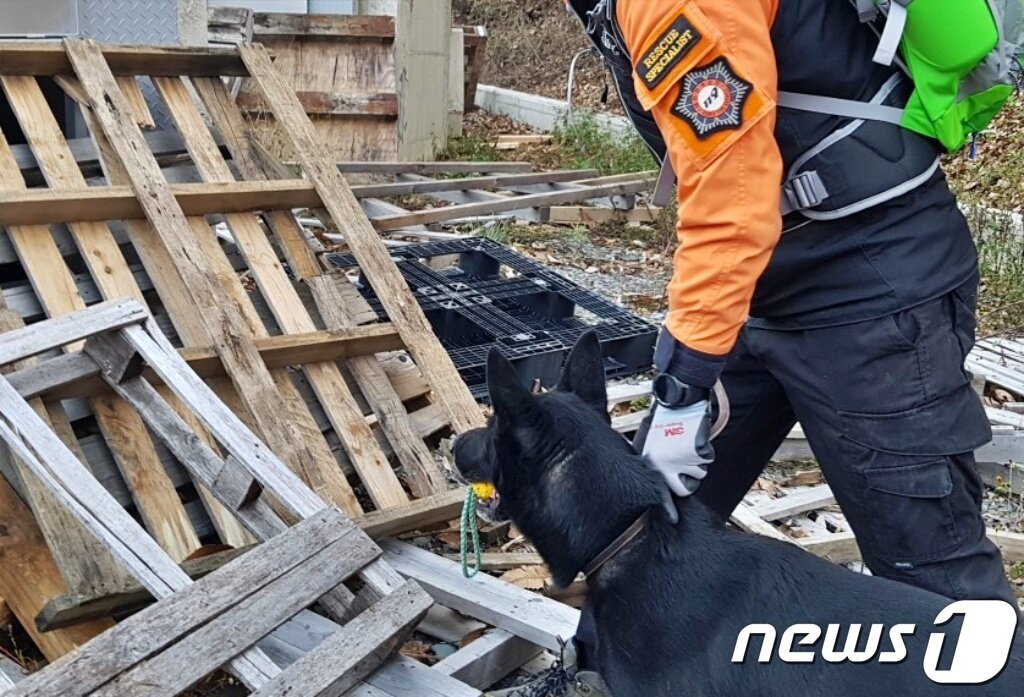 본문 이미지 - 인명구조견 활동 당시 세빈이 모습(견주 제공) ⓒ 뉴스1