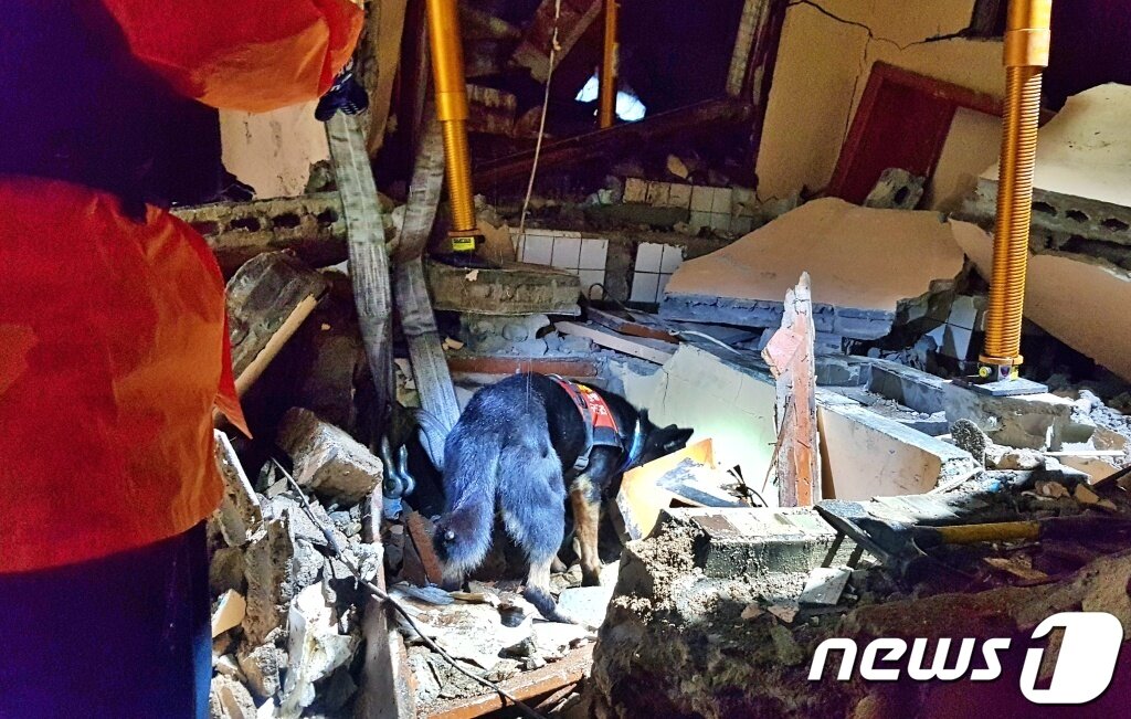 본문 이미지 - 인명구조견 활동 당시 세빈이 모습(견주 제공) ⓒ 뉴스1