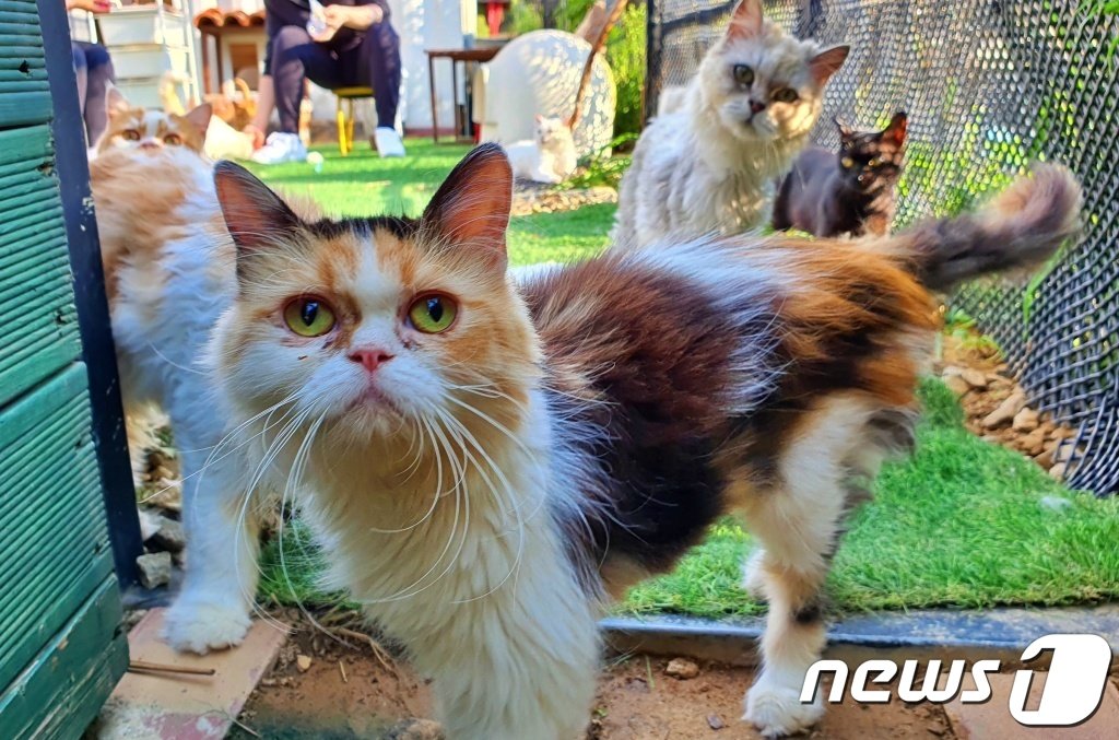 본문 이미지 - 인천 영흥도 고양이역 카페 고양이들 ⓒ 뉴스1 최서윤 기자