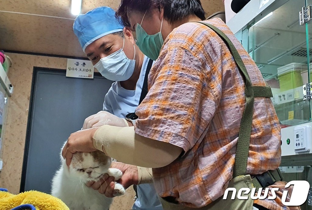 본문 이미지 - 고양이역 카페 고양이들을 위해 예방접종을 하고 있는 오보현 인천시수의사회 봉사단 '야나' 단장 ⓒ 뉴스1 최서윤 기자