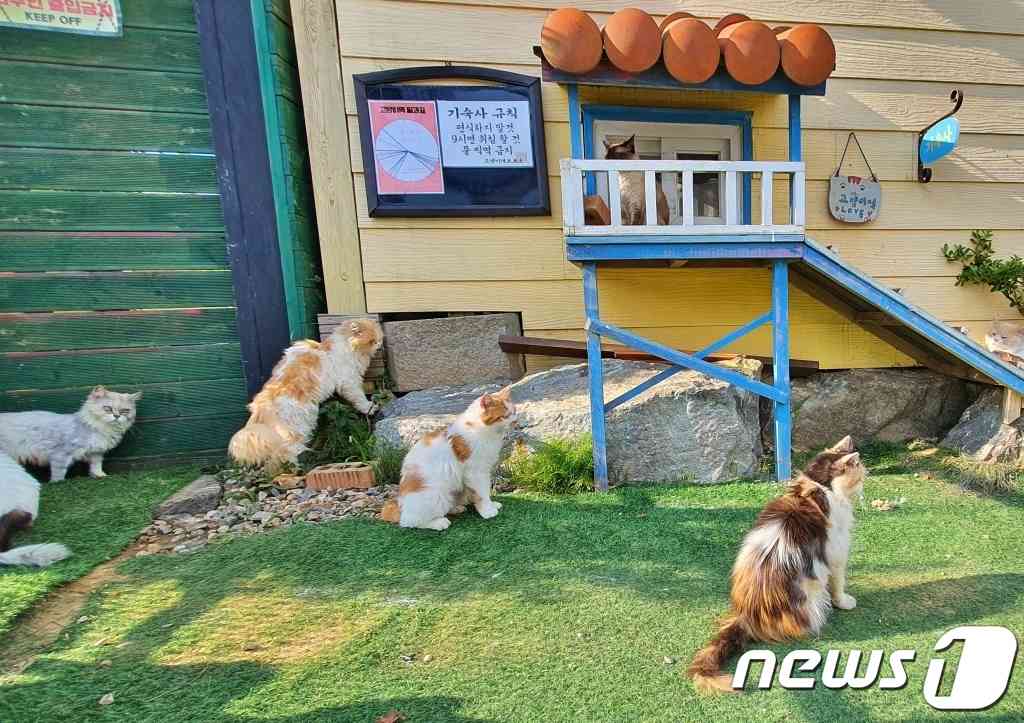 인천 영흥도 고양이역 카페 전경 © 뉴스1 최서윤 기자