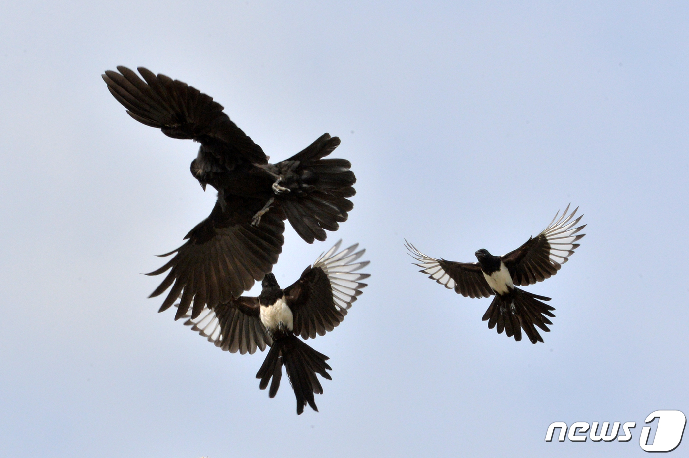 (포항=뉴스1) 최창호 기자 = 12일 경북 포항시 남구 연일읍 형산강에서 까마귀 한 마리가 까치들에게 공격 받고 있다. 2022.7.12/뉴스1