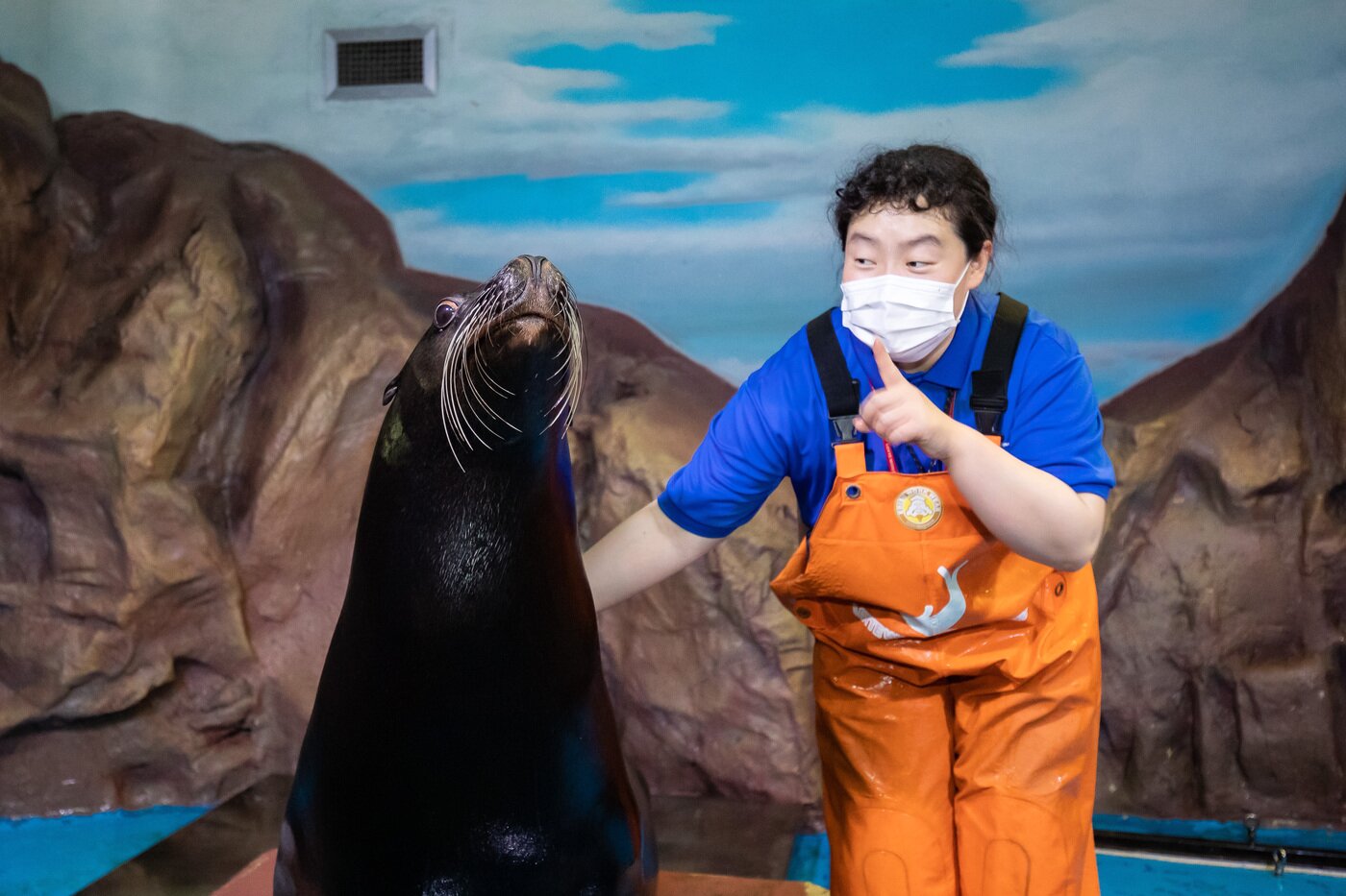 본문 이미지 - 바다사자의 놀라운 비밀(롯데월드 제공)ⓒ 뉴스1