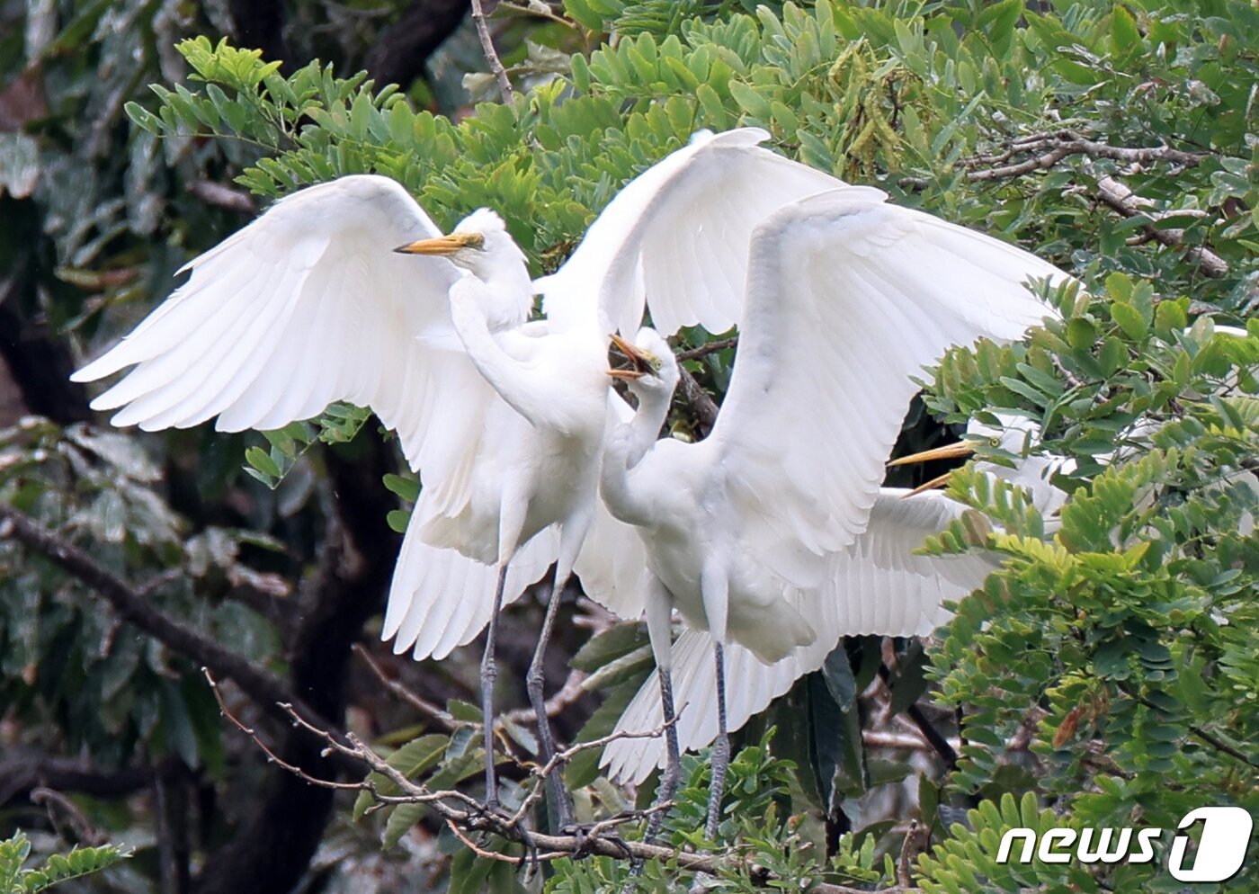 본문 이미지 - 13일 오전 경북 포항시 남구 포스텍(포항공대)인근 야산에 있는 백로 둥지에서 이소를 앞둔 새끼들이 날갯짓을 하고 있다.2022.7.13/뉴스1 ⓒ News1 최창호 기자
