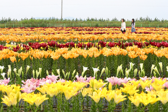 국산 백합·심비디움, 뉴질랜드서 꽃 핀다…수출 검역 협상 타결