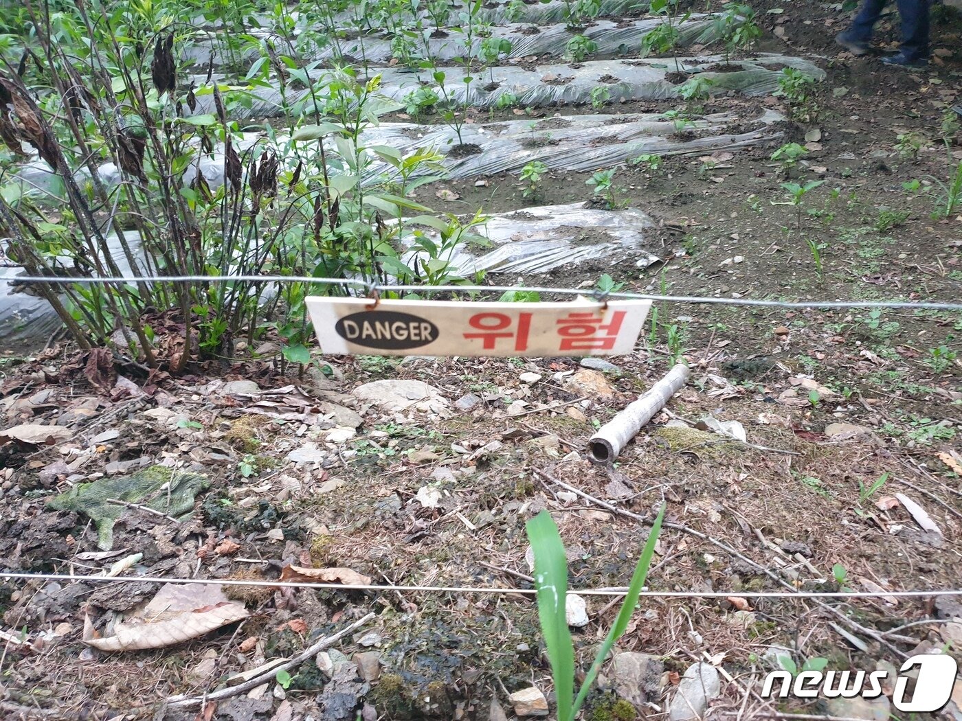 본문 이미지 - 감전 사고가 발생한 충북 옥천군 안내면에 설치된 야생동물 퇴치용 전기울타리. ⓒ 뉴스1