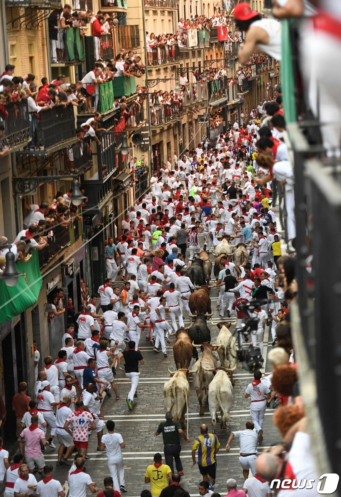 본문 이미지 - 14일(현지시간) 스페인 북부 팜플로나에서 열린 산 페르민 축제의 마지막 순서 "엔시에로(황소 몰이)＂ 참가자들이 미우라 황소를 앞질러 달리고 있다. ⓒ AFP=뉴스1 ⓒ News1 유민주 기자