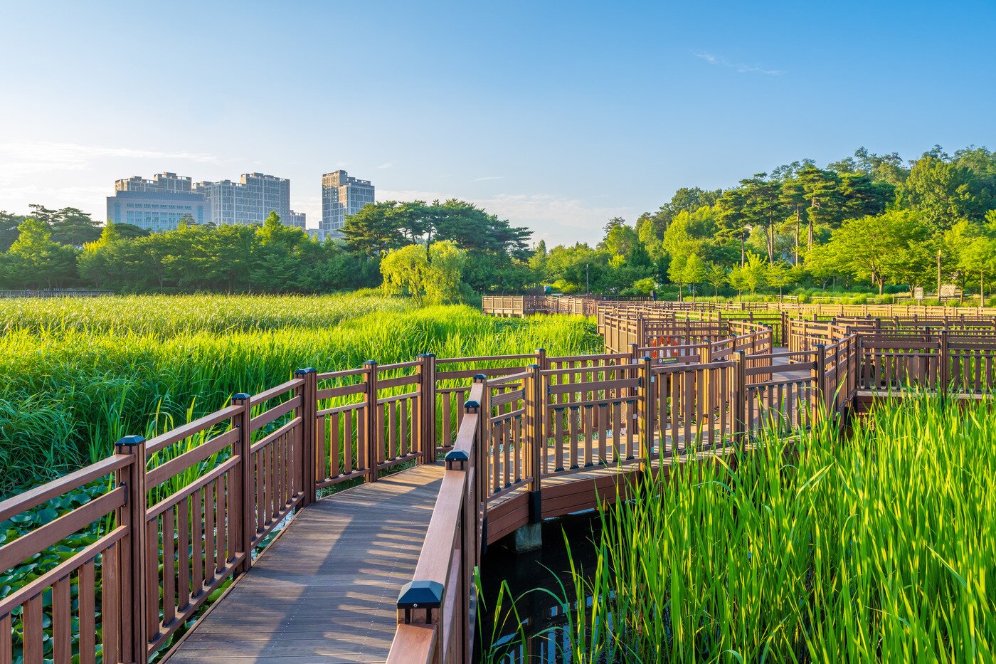 본문 이미지 - 저수지에 조성된 나무데크 산책로, 규모는 작지만 순천만의 분위기가 난다(서울관광재단 제공)ⓒ 뉴스1