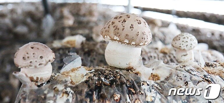 본문 이미지 - 옥천송고버섯 모습.ⓒ 뉴스1