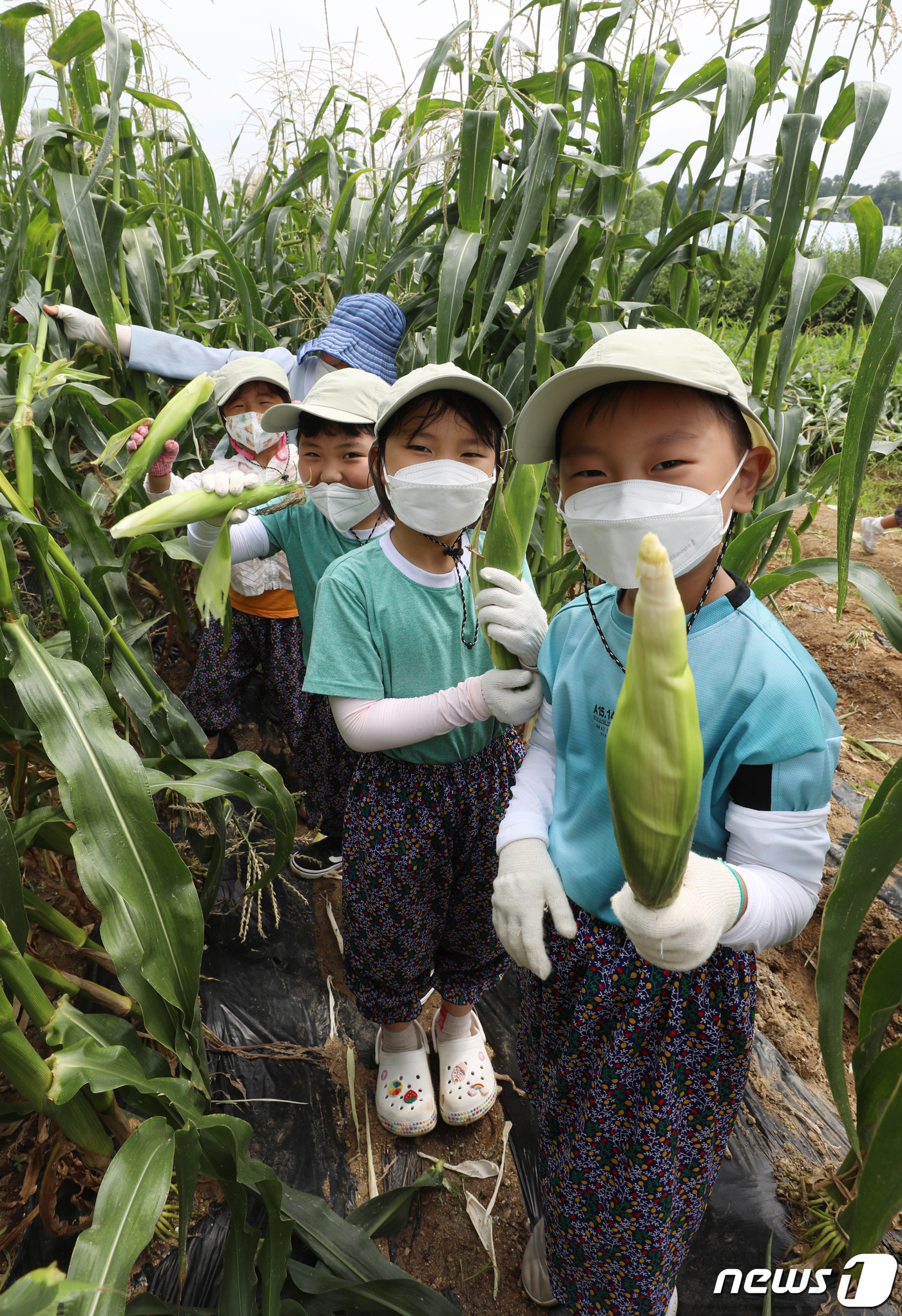 (성남=뉴스1) 김영운 기자 = 18일 오전 경기 성남시 중원구 성남시민농원에서 아이들이 옥수수를 따고 있다. 성남시는 오는 18일부터 21일까지 중원구 성남동 성남시민농원에서 옥 …
