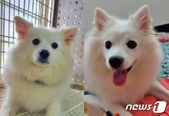 강아지 갸또의 구조 전후 모습. 구조 전 소심한 모습(왼쪽)에서 미소천사로 바뀌어 있다.(동행 제공) © 뉴스1