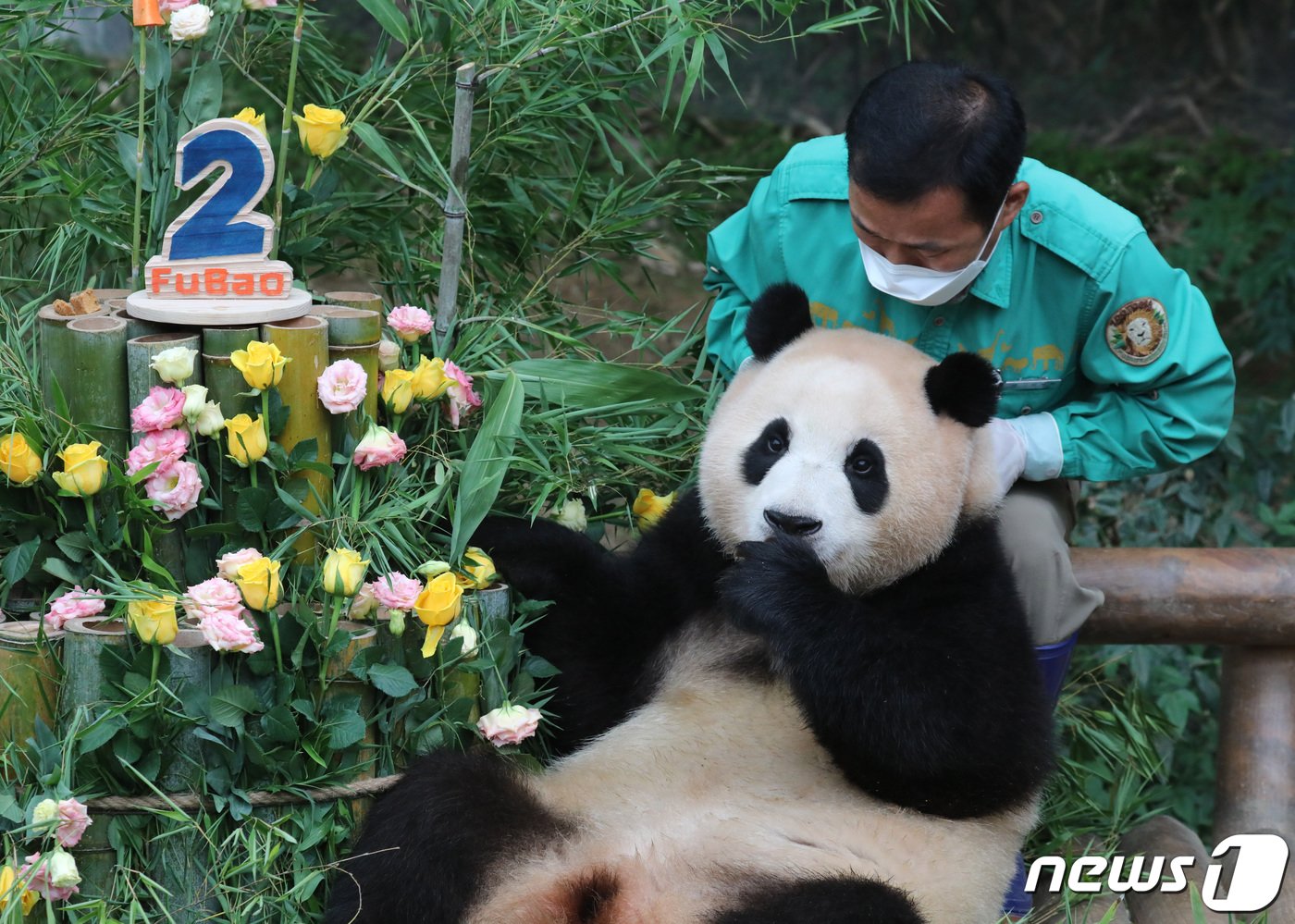 본문 이미지 - 20일 오전 경기 용인시 처인구 에버랜드에서 두 돌 생일을 맞은 에버랜드 아기판다 푸바오가 사육사들이 준비한 생일 케이크를 먹고 있다. 2022.7.20/뉴스1 ⓒ News1 김영운 기자