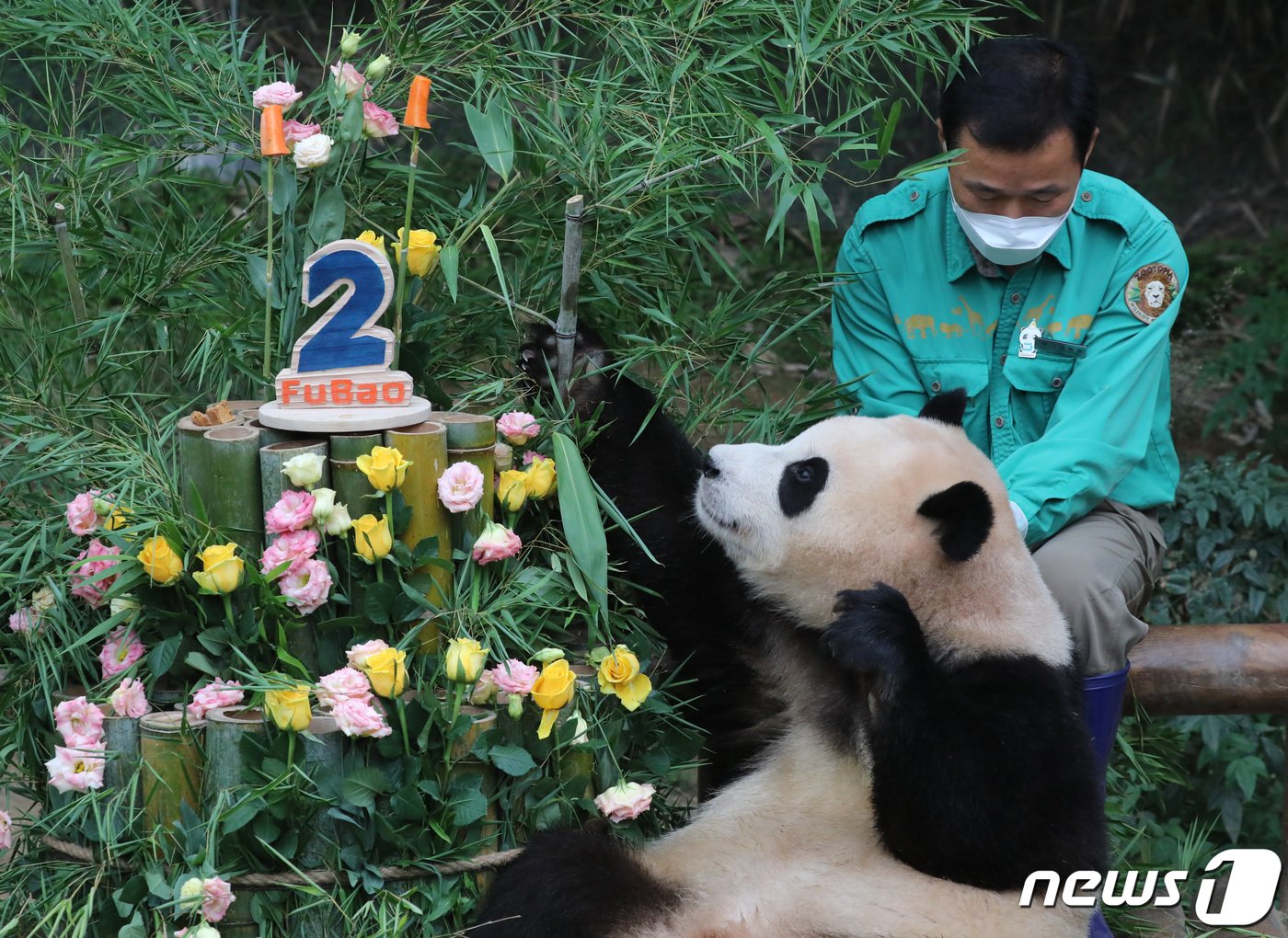 본문 이미지 - 20일 오전 경기 용인시 처인구 에버랜드에서 두 돌 생일을 맞은 에버랜드 아기판다 푸바오가 사육사들이 준비한 생일 케이크를 먹고 있다. 푸바오는 지난 2020년 7월 20일 197g으로 태어났으며 현재 체중은 약 80kg으로, 2년 만에 몸무게가 약 400배 증가할 정도로 건강하게 성장하고 있다. 2022.7.20/뉴스1 ⓒ News1 김영운 기자