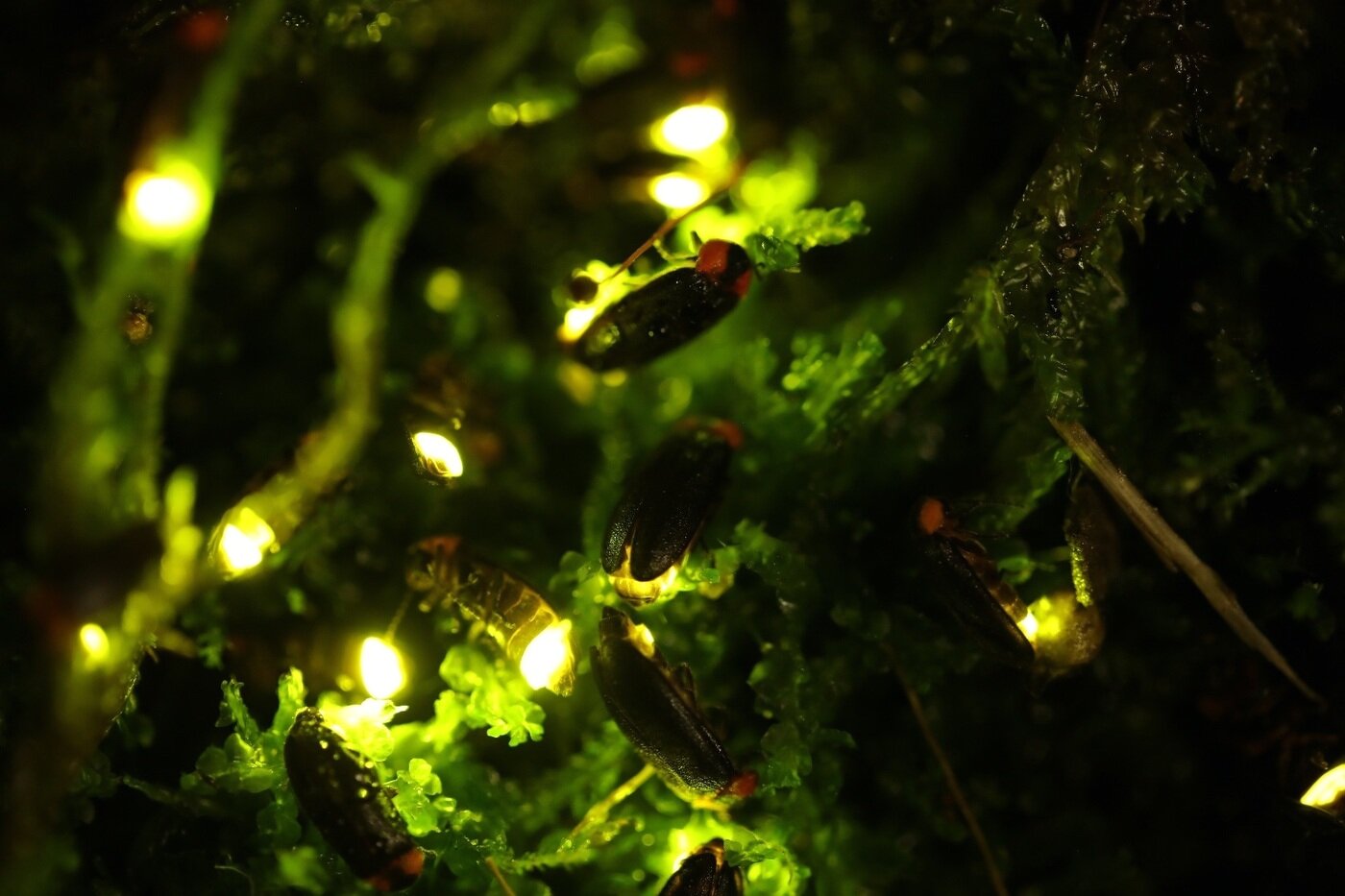 본문 이미지 - 한여름 밤의 반딧불이 체험(에버랜드 제공)ⓒ 뉴스1