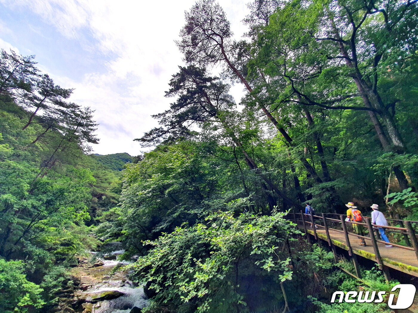 본문 이미지 - 황장목숲길. 구룡계곡 옆 탐방로에 황장목-금강소나무가 늘씬하게 휘어져 자란다 ⓒ 뉴스1