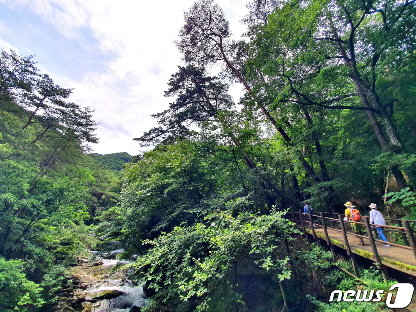 황장목숲길. 구룡계곡 옆 탐방로에 황장목-금강소나무가 늘씬하게 휘어져 자란다 ⓒ 뉴스1